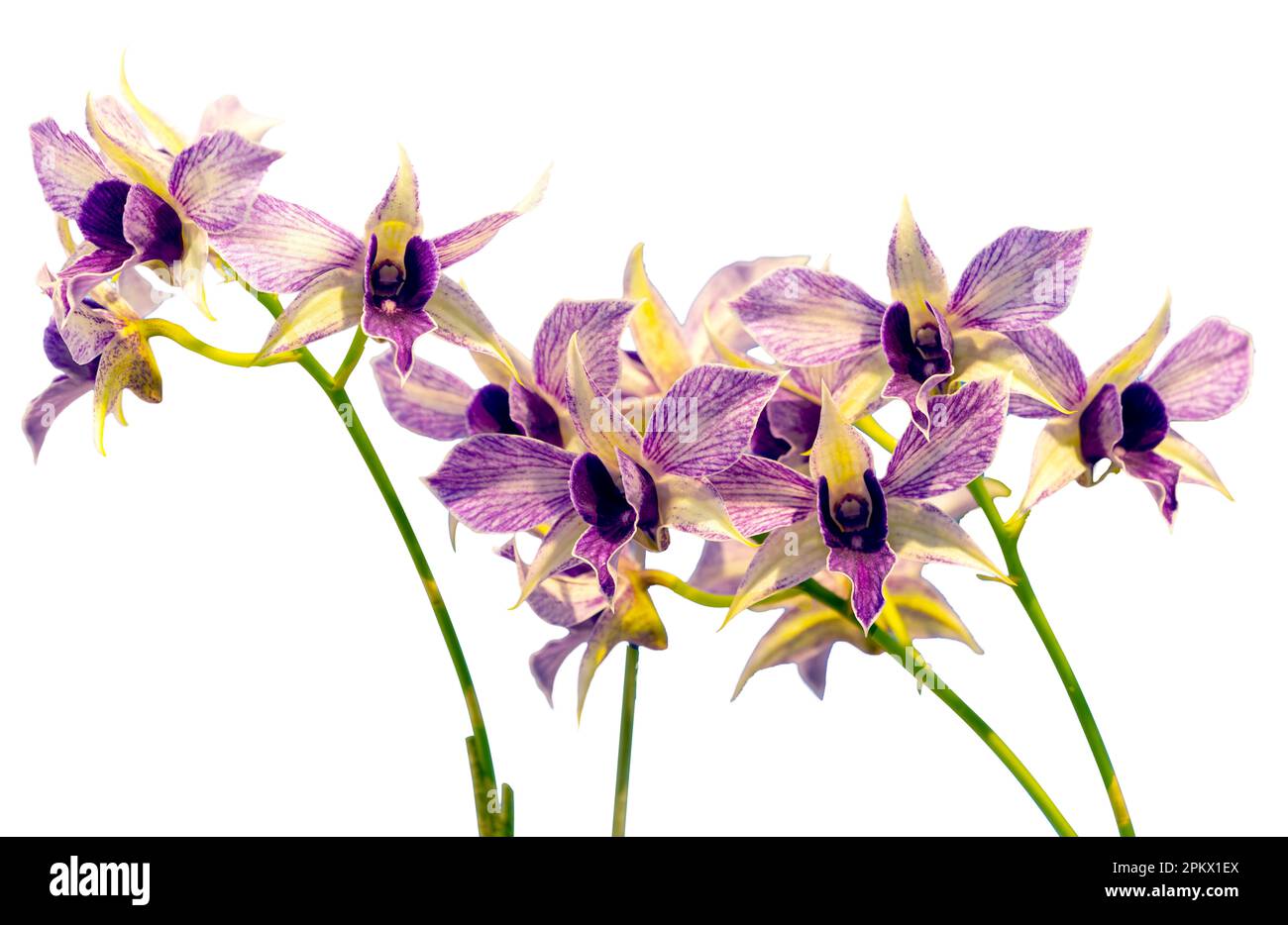 Flower colors are purple, white and yellow. An orchid of the genus