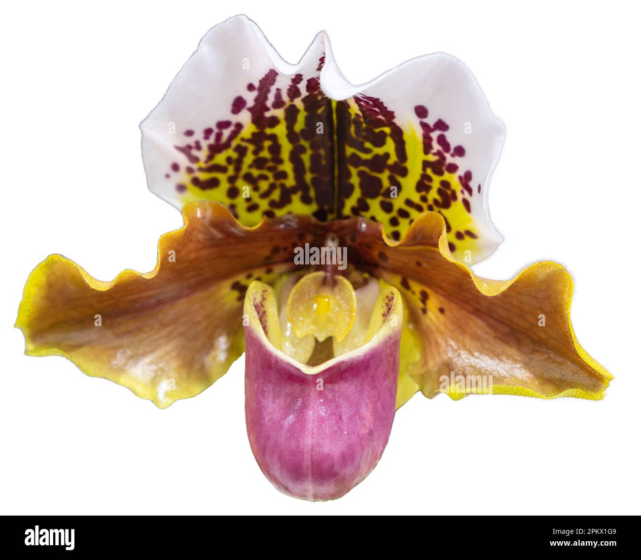 Flower colors are pink, brown and white. An orchid of the genus Paphiopedilum. Close-up of isolated beautiful plant. Stock Photo