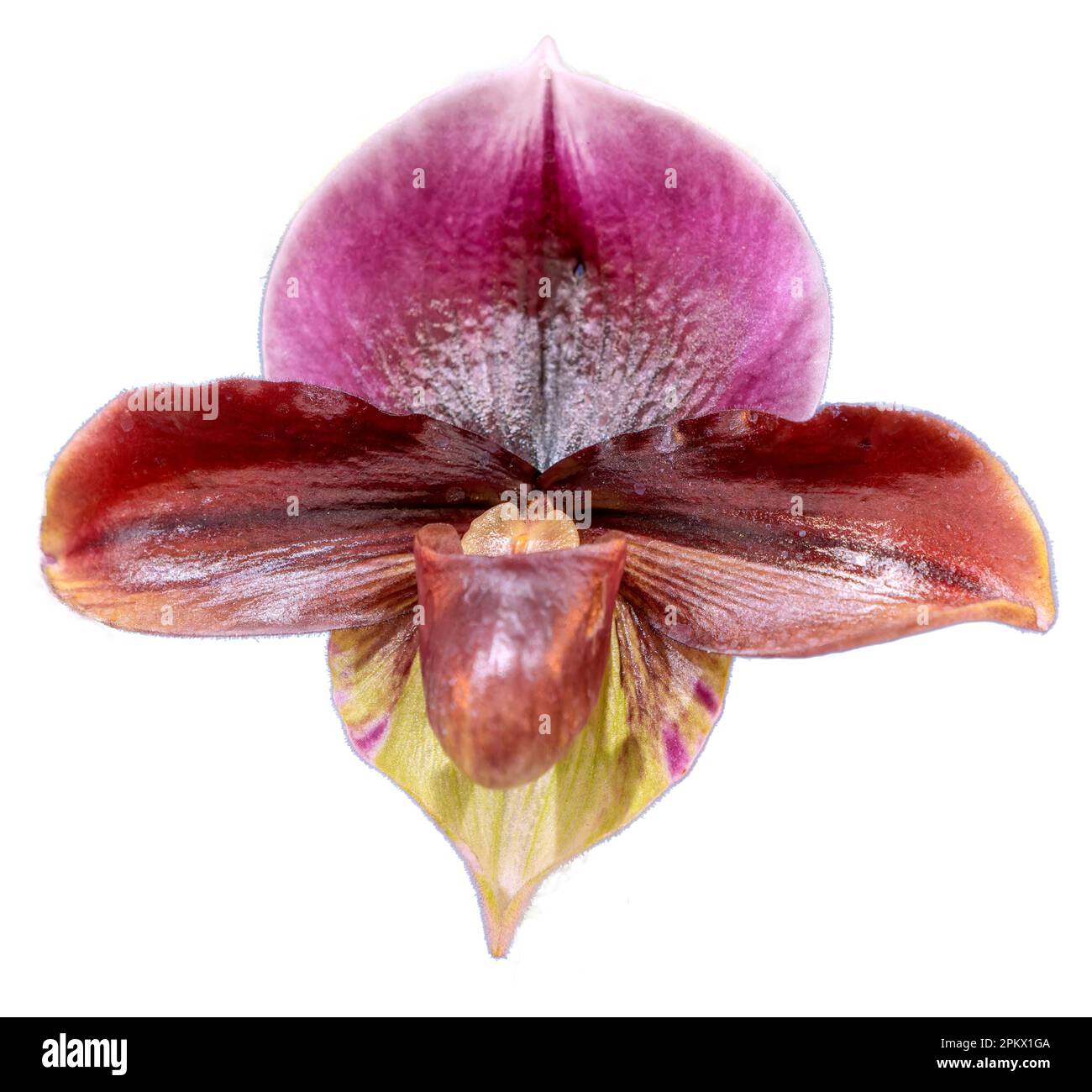 Flower colors are purple, brown and yellow. Orchid of the genus Paphiopedilum. Close-up of isolated beautiful plant. Stock Photo