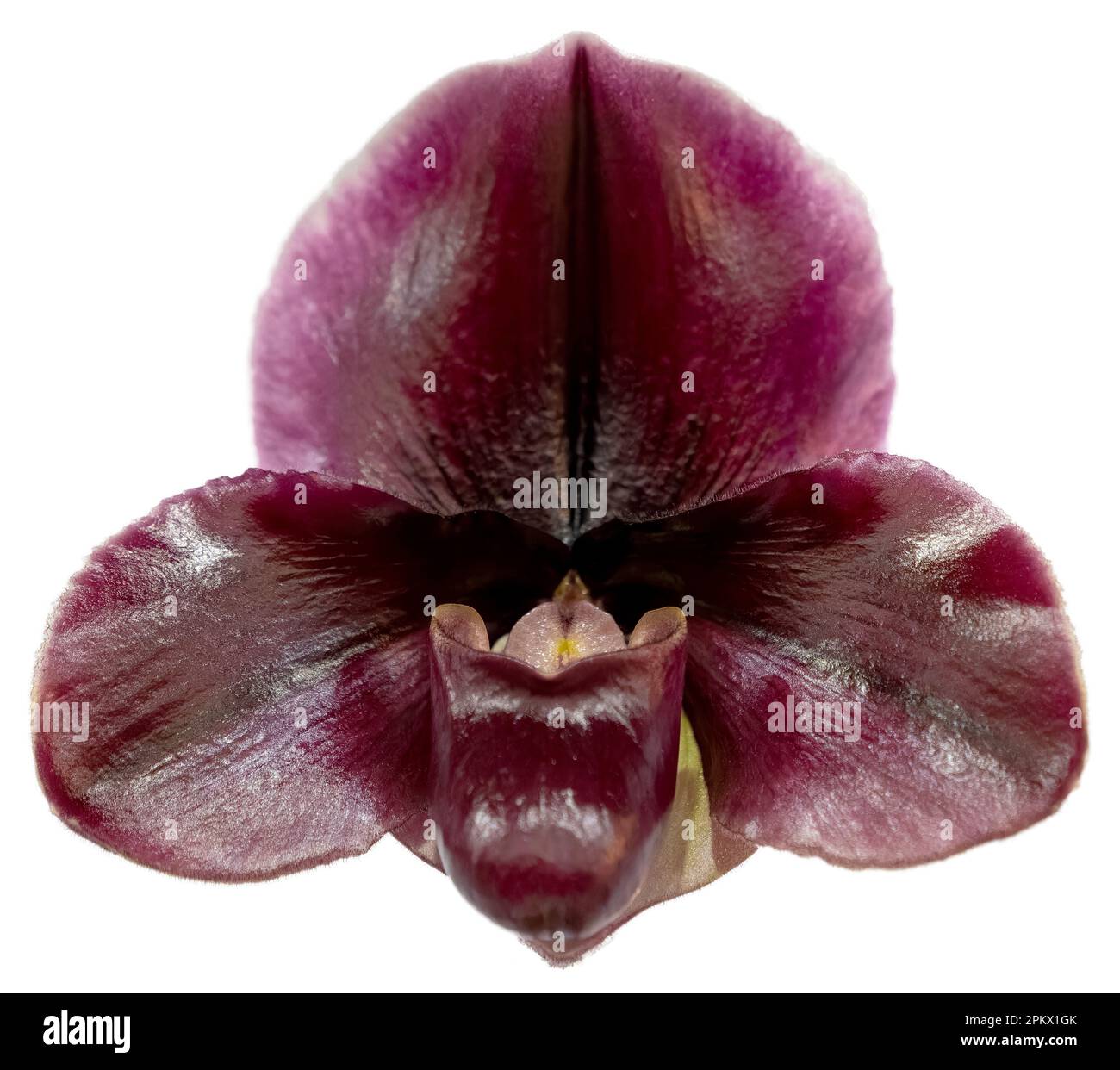 Flower colors are red, purple and black. An orchid of the genus Paphiopedilum. Close-up of isolated beautiful plant. Stock Photo