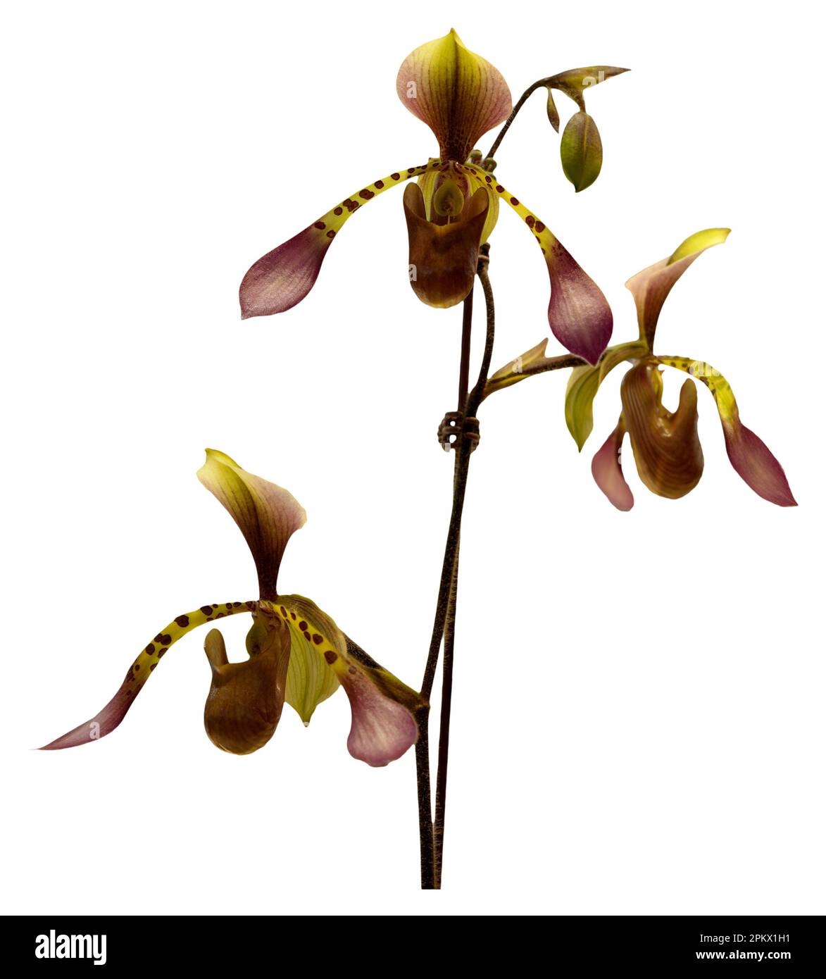 Flower colors are brown, yellow and pink. An orchid of the genus Paphiopedilum. Close-up of isolated beautiful plant. Stock Photo
