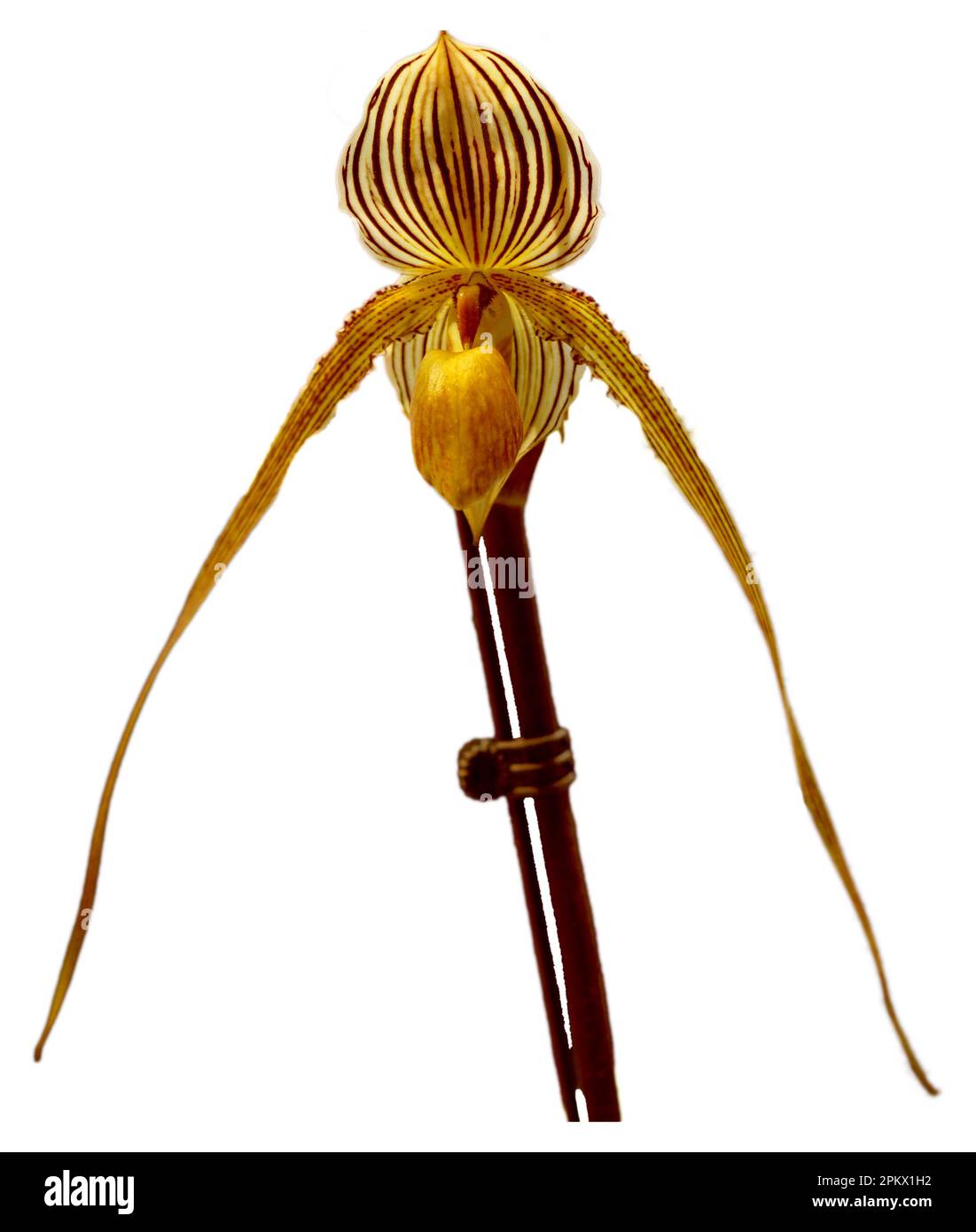 Flower colors are yellow, white and brown. An orchid of the genus Paphiopedilum. Close-up of isolated beautiful plant. Stock Photo