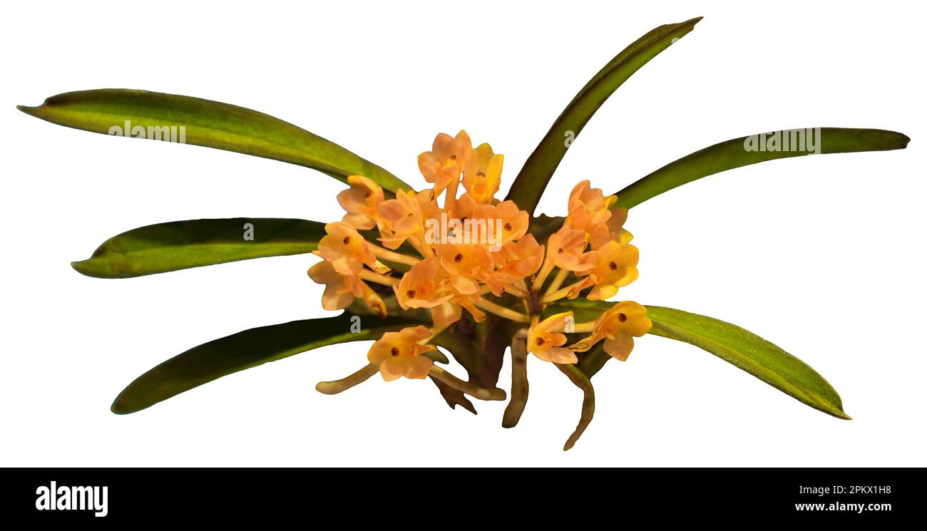 Flower colors are orange, yellow and brown. Vanda aureum - orchid and leaf. Close-up of isolated beautiful plant. Stock Photo