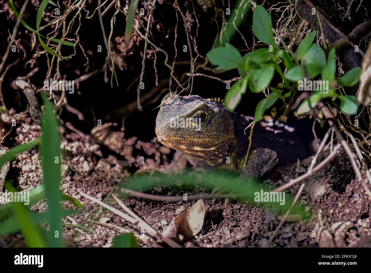 Tuatara emerging from its underground borrow. It's a reptile, not a lizard! Stock Photo