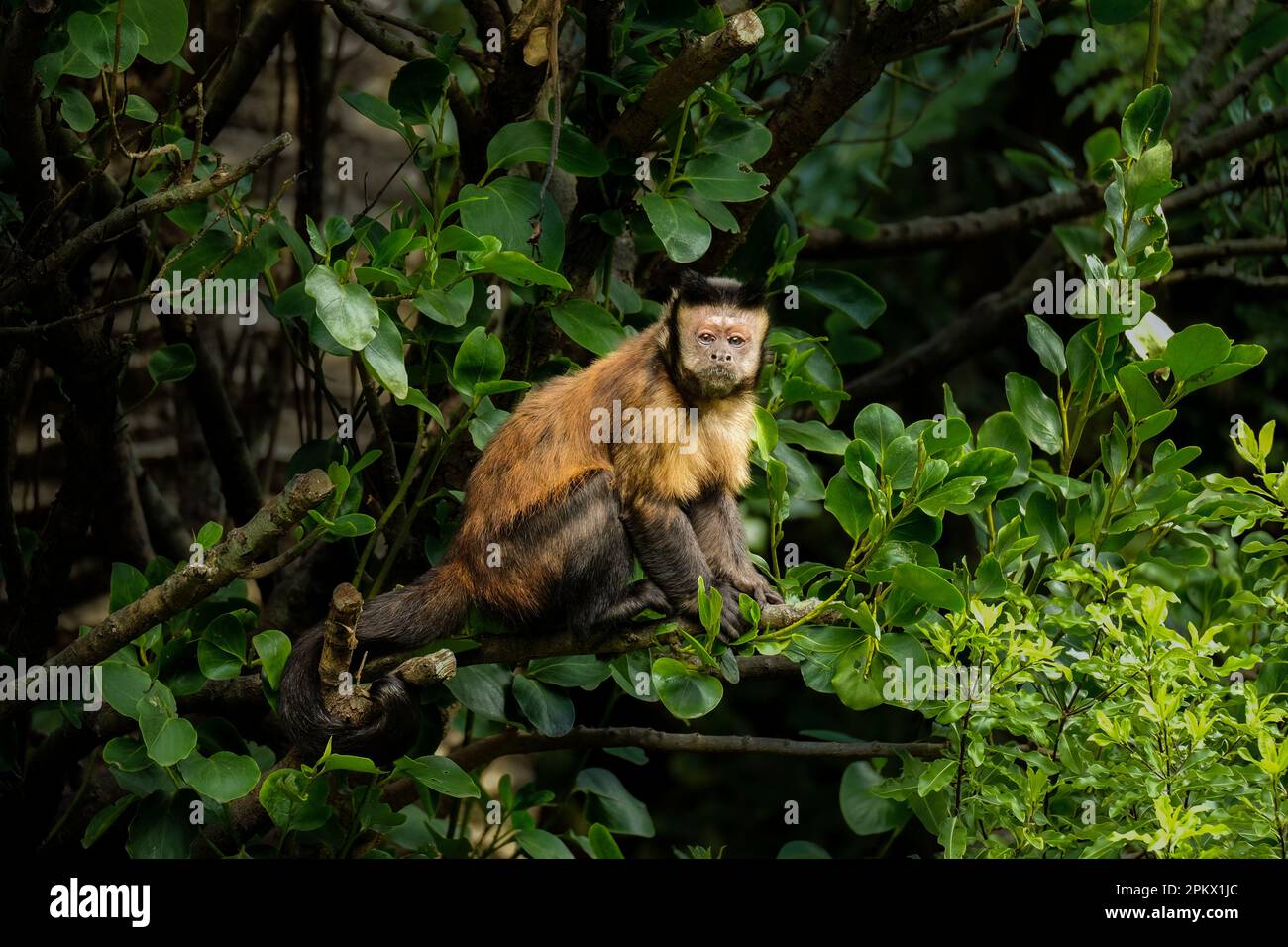 Tufted Capuchin (Cebus apella) in a tree standing on a branch at Wellington Zoo. New Zealand. Stock Photo