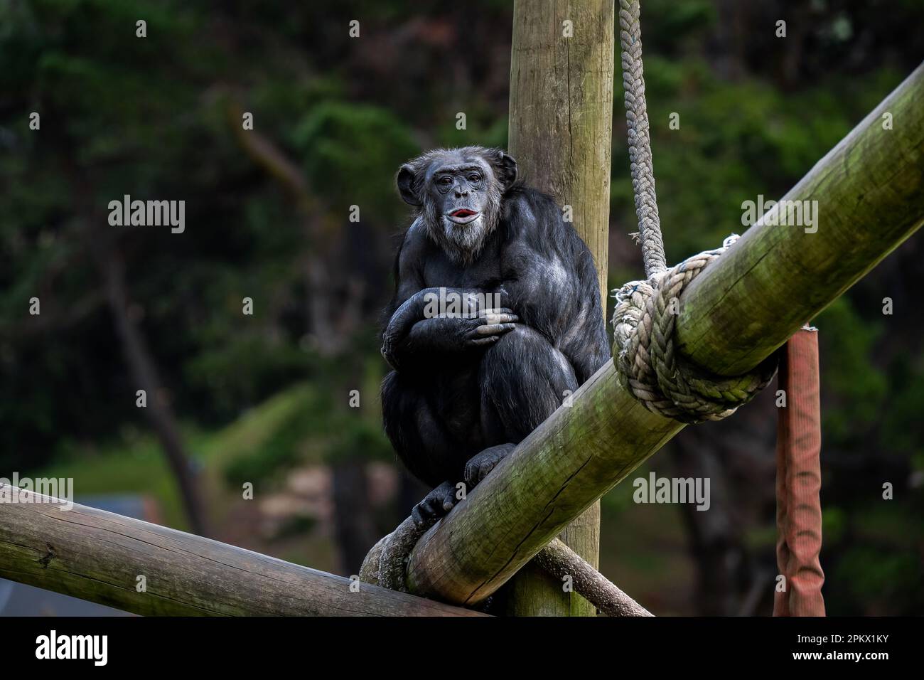 Chimpanzee sitting on a wooden structure in its enclosure at Wellington Zoo, New Zealand. Stock Photo