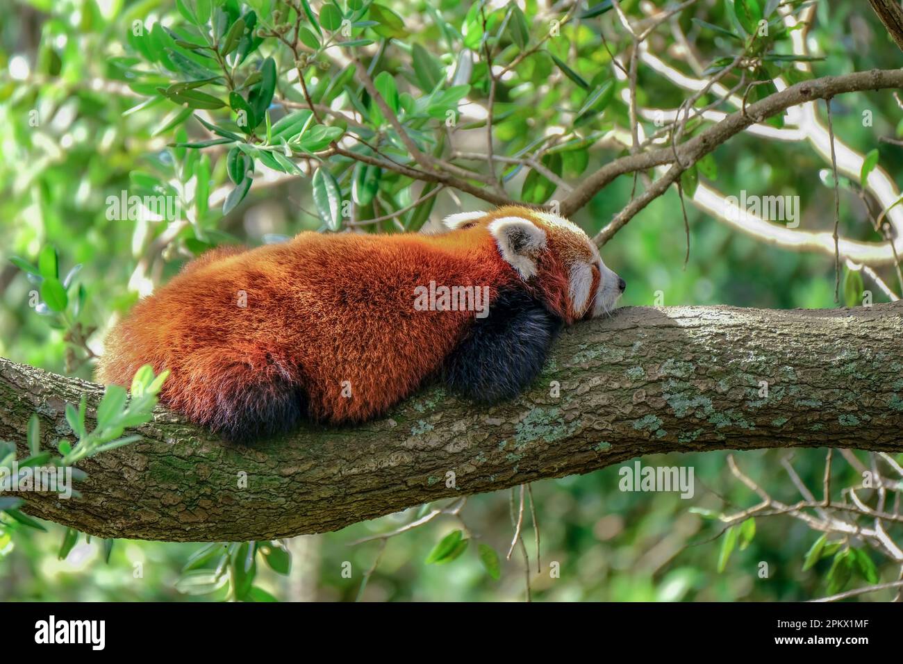 Red panda lying down sleeping in a tree at Wellington Zoo, New Zealand