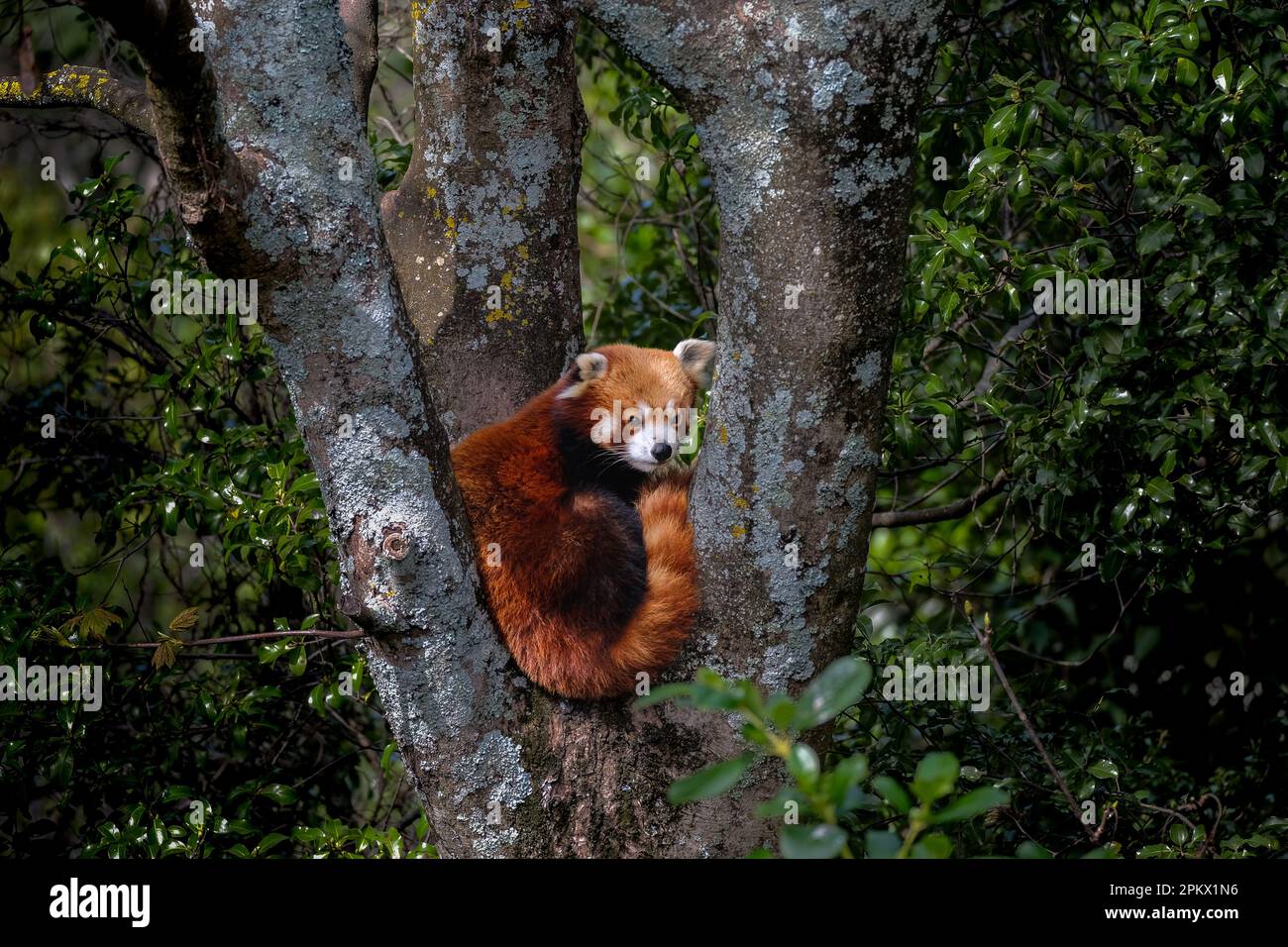Red panda curled up sleeping in a tree at Wellington Zoo, New Zealand