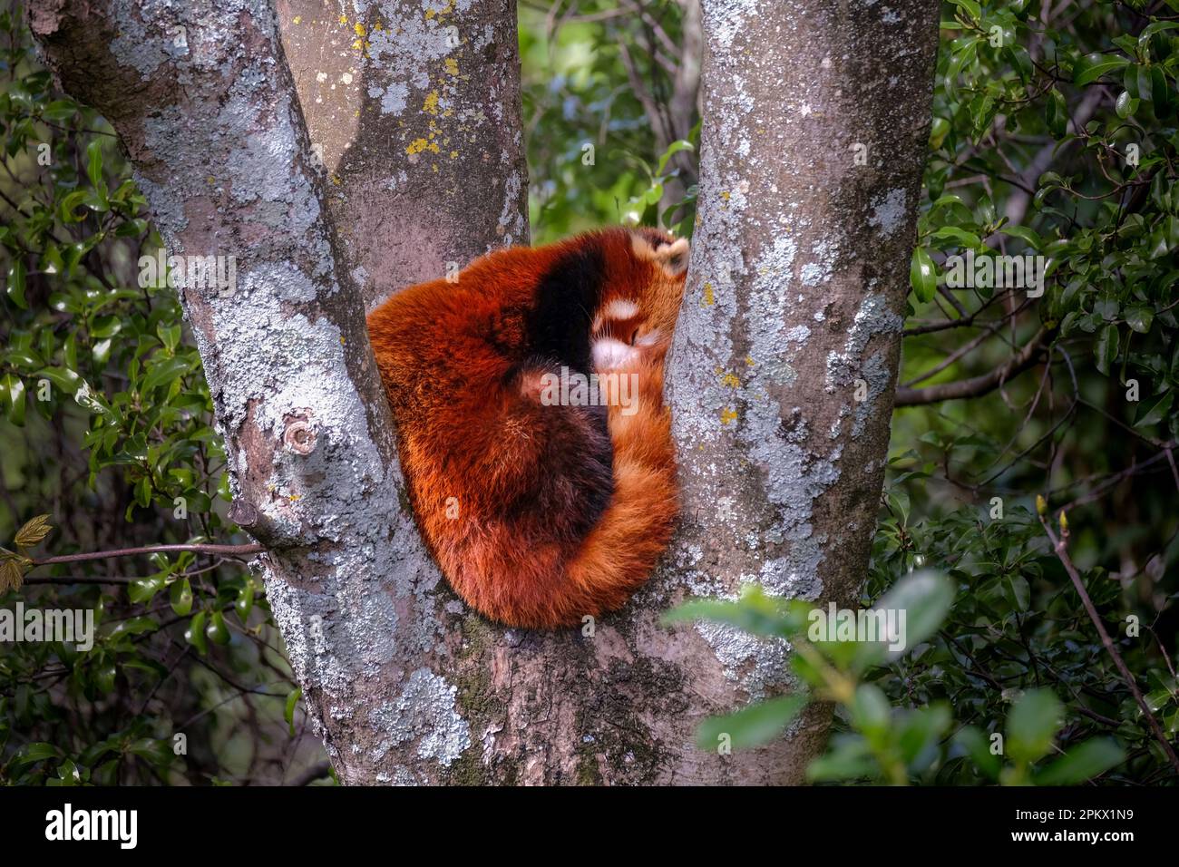 Red panda curled up sleeping in a tree at Wellington Zoo, New Zealand