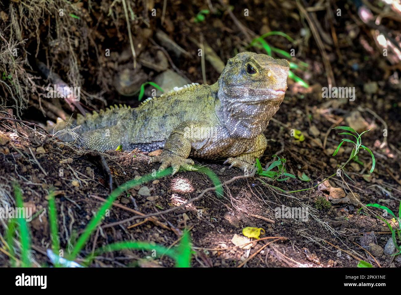 Tuatara emerging from its underground borrow. It's a reptile, not a lizard! Stock Photo