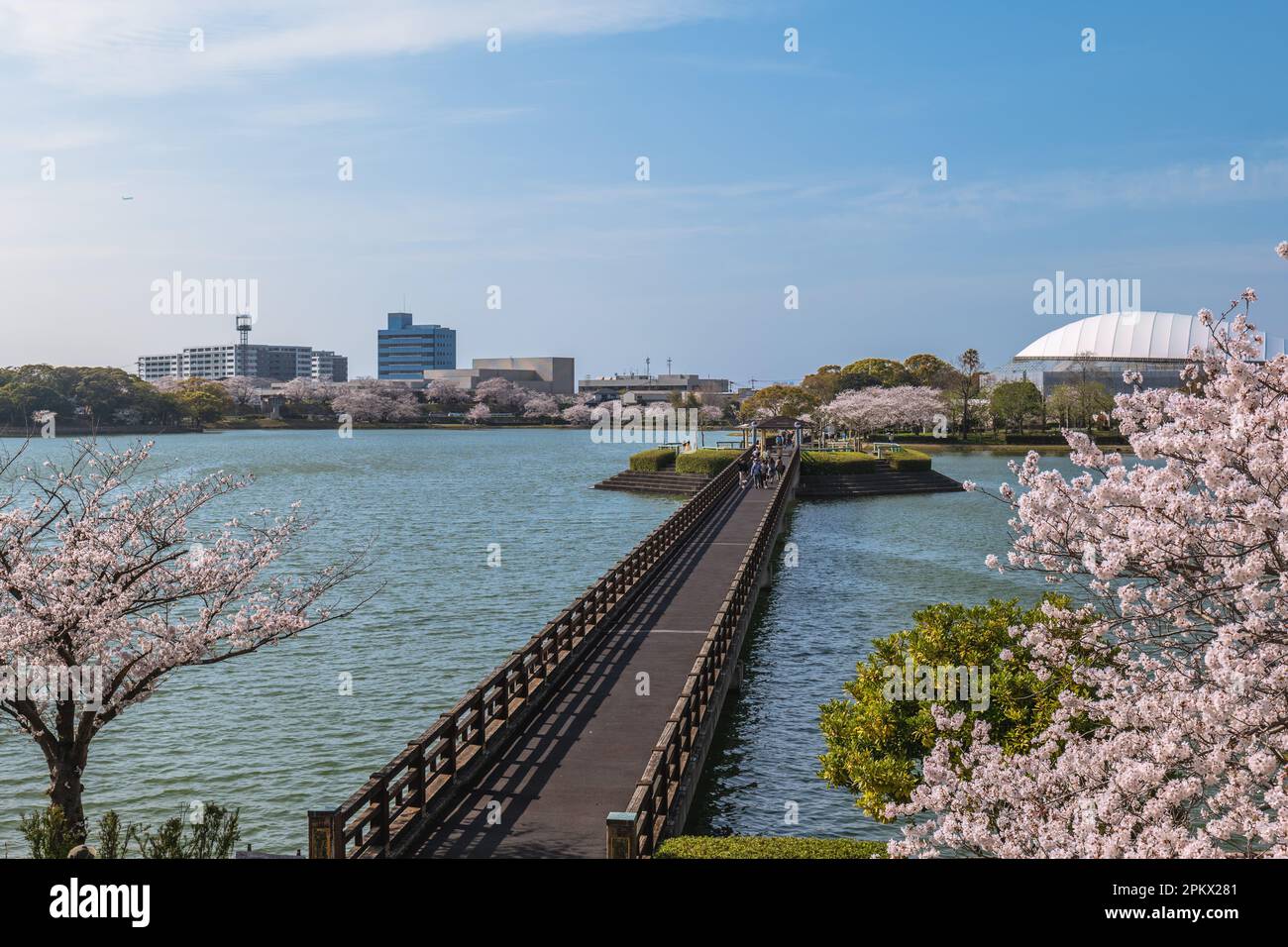 Cherry blossom at Kayoicho Park in Fukuoka, Kyushu, Japan Stock Photo