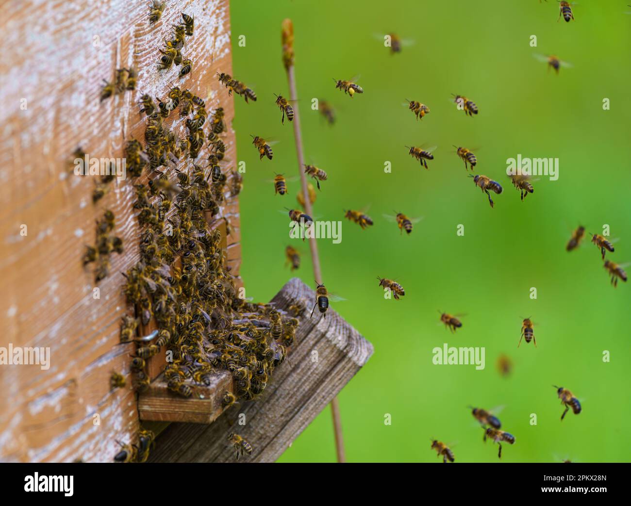 A lot of bees returning to bee hive and entering beehive with collected ...