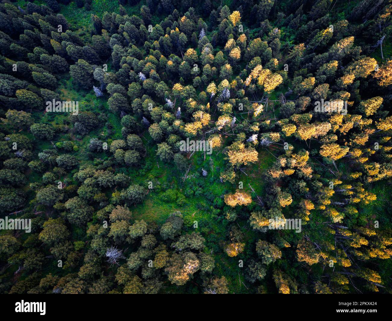 Aerial view yellow forest hi-res stock photography and images - Alamy