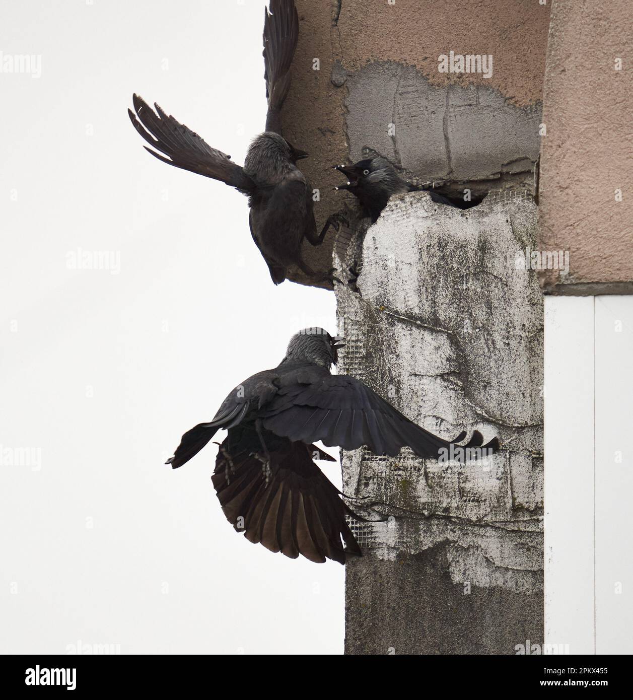 Crows fighting over building a nest in a block apartment, in the city
