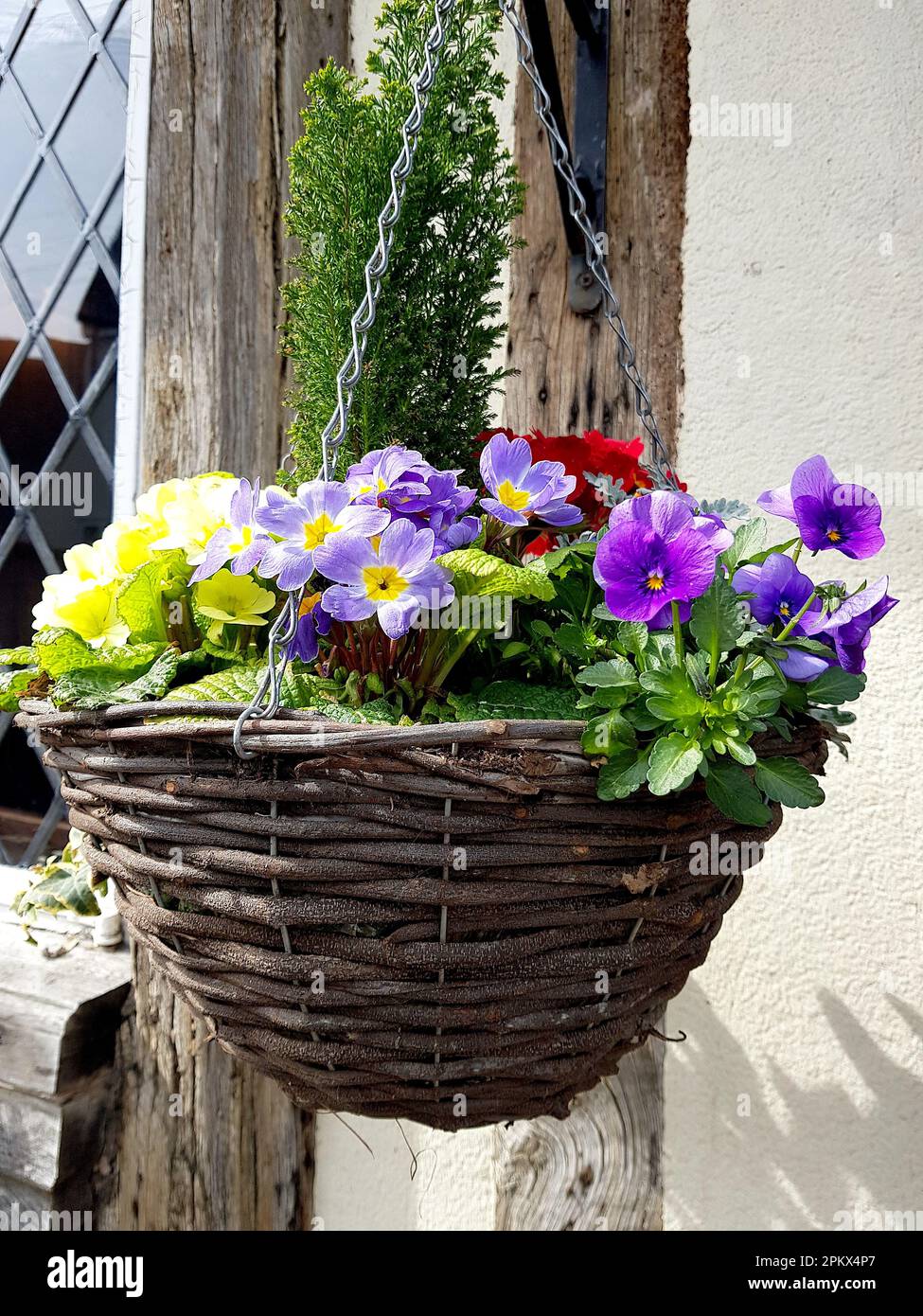 A wicker hanging basket with spring flowers Stock Photo Alamy