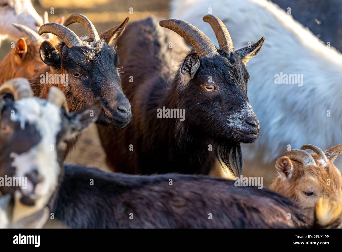 Goats and rams hi-res stock photography and images - Alamy