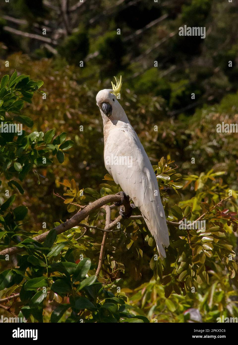 Indignant-looking Australian Sulphur Crested Cockatoo, cacatua galerita, perched in tree, looking at camera. Spring, Queensland. Green background. Stock Photo