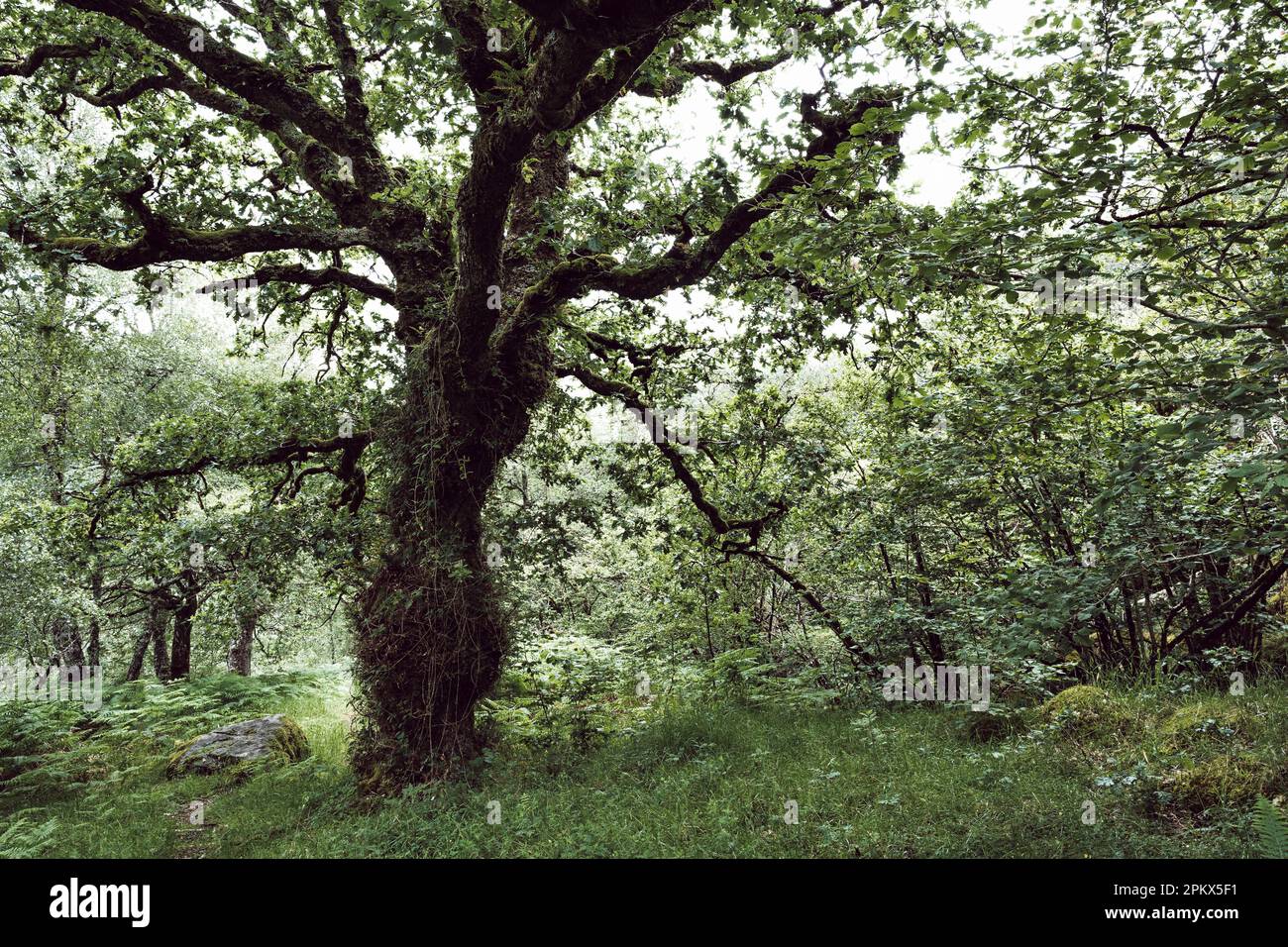 Moss-covered tree in lush meadow Stock Photo