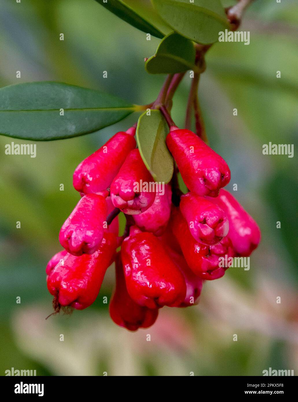 Bunch of bright red Riberries (syzygium luehmannii),on lilly pilly tree. Australian fruit, bush tucker, grown in Queensland, Australia. Stock Photo
