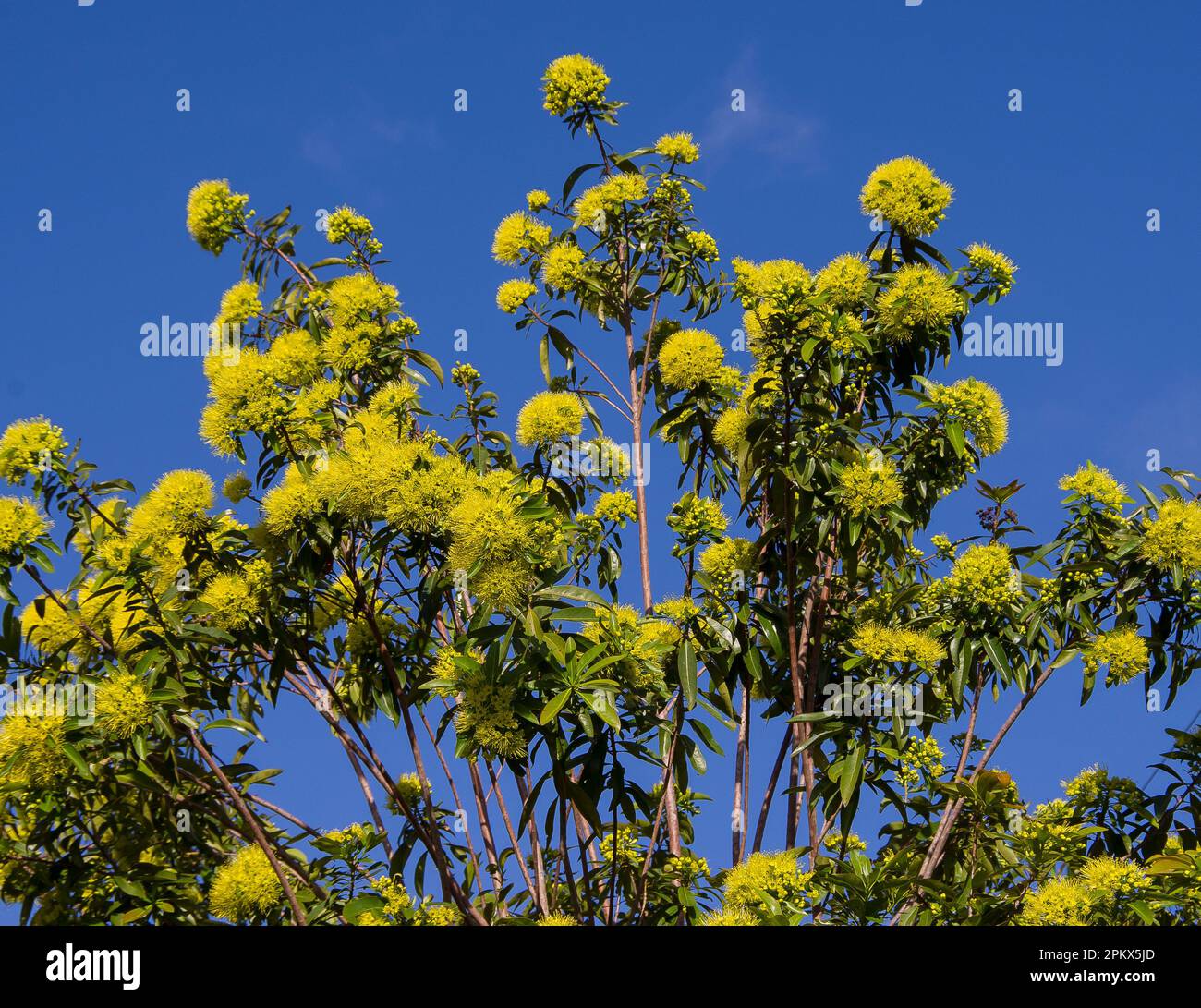 Upper branches of Australian Golden Penda tree (xanthostemon chrysanthus) full of bright yellow fowers against a blue sky. Garden, Queensland, summer. Stock Photo