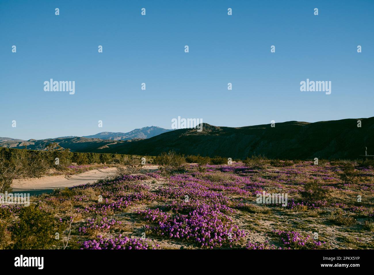 Purple sand verbena flowers with mountains in background Stock Photo