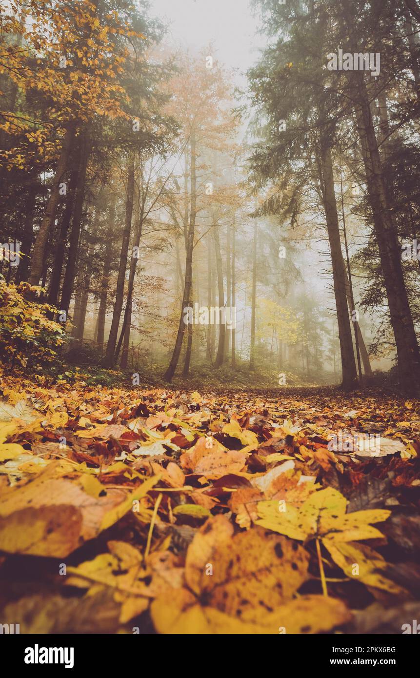 Forest in the autumn days Stock Photo - Alamy