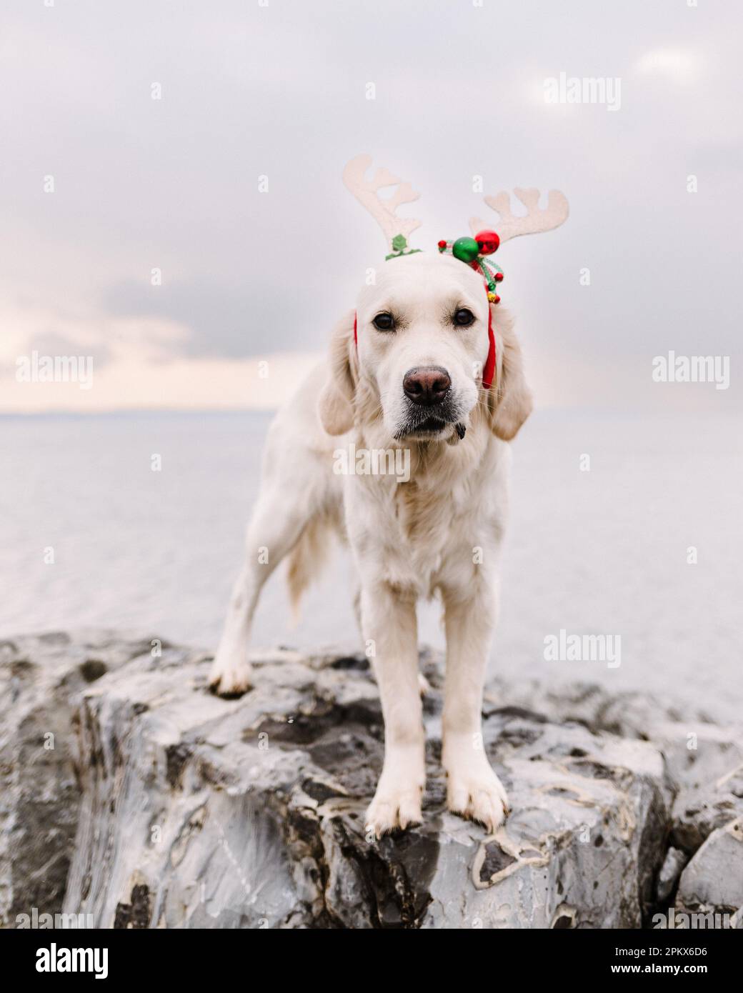 Labrador christmas outfit hotsell