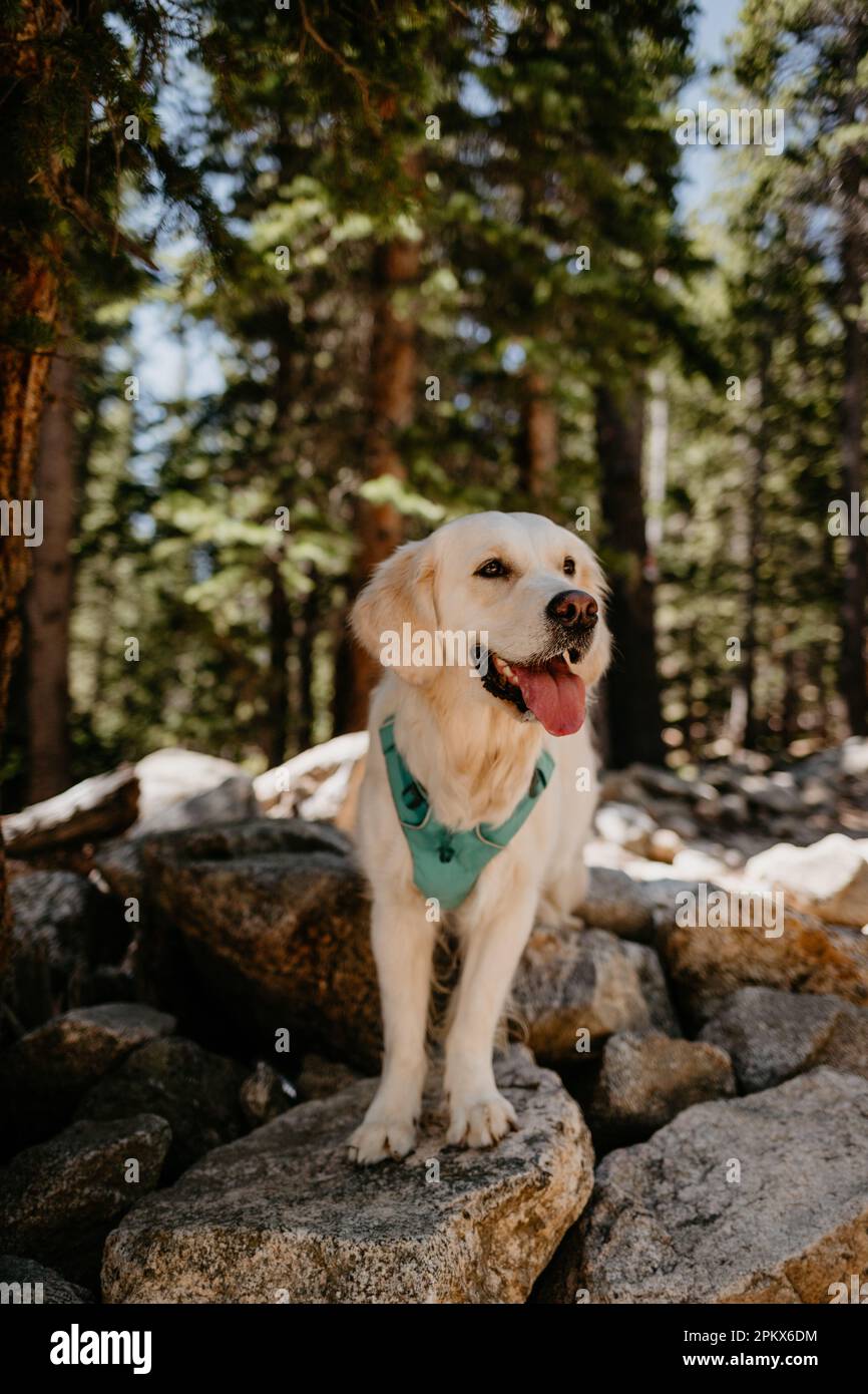 Young English Cream Golden Retriever Smiling on Summer Rocky Hike Stock Photo
