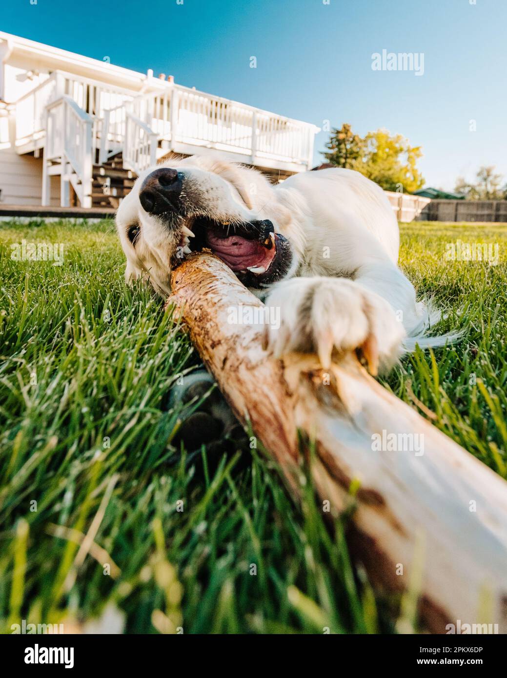 English Cream Golden Retriever Chewing Stick in Yard on Sunny Day Stock Photo