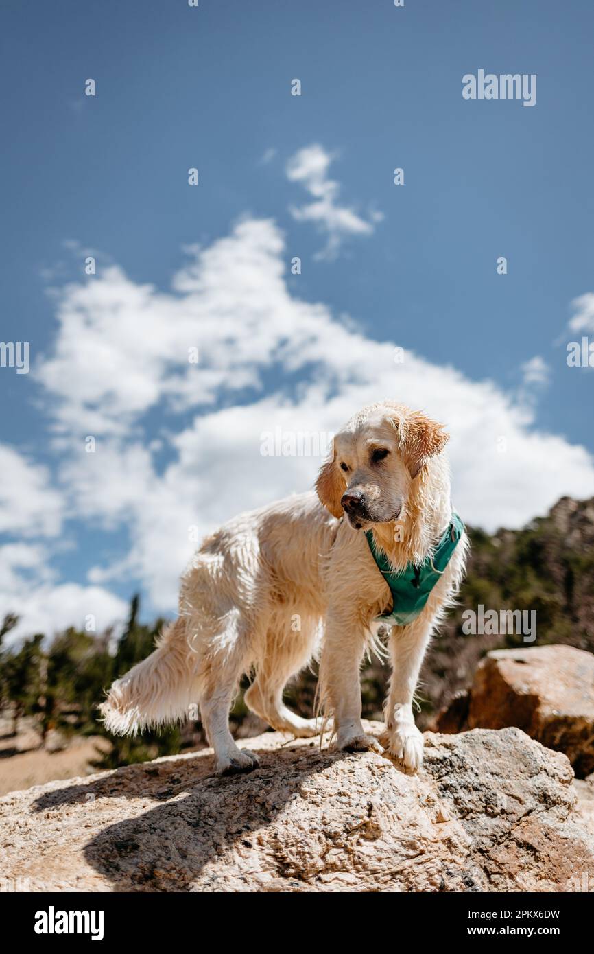 Wet Cream Golden Retriever Dog Standing on Rock on Colorado Mountain Stock Photo