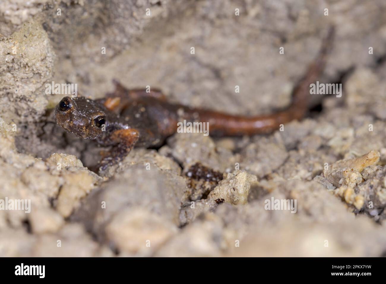 The Italian cave salamander (Speleomantes italicus) is a species of salamander in the family Plethodontidae. Endemic to Italy. Stock Photo