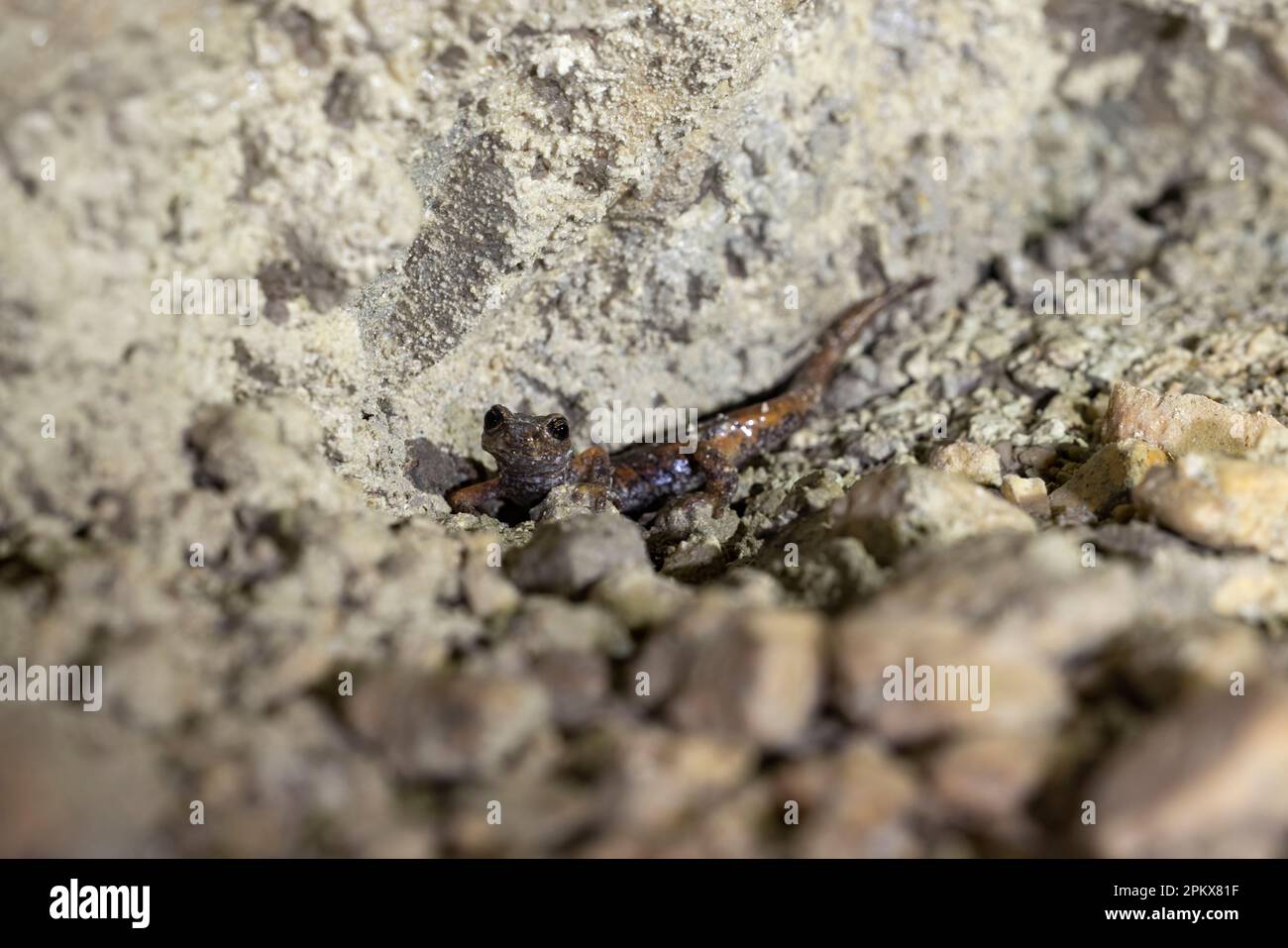 The Italian cave salamander (Speleomantes italicus) is a species of salamander in the family Plethodontidae. Endemic to Italy. Stock Photo