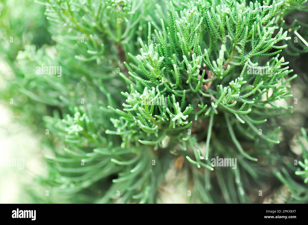 Juniperus chinensis, Chinese juniper or CUPRESSACEAE or pine tree or pine leaf Stock Photo