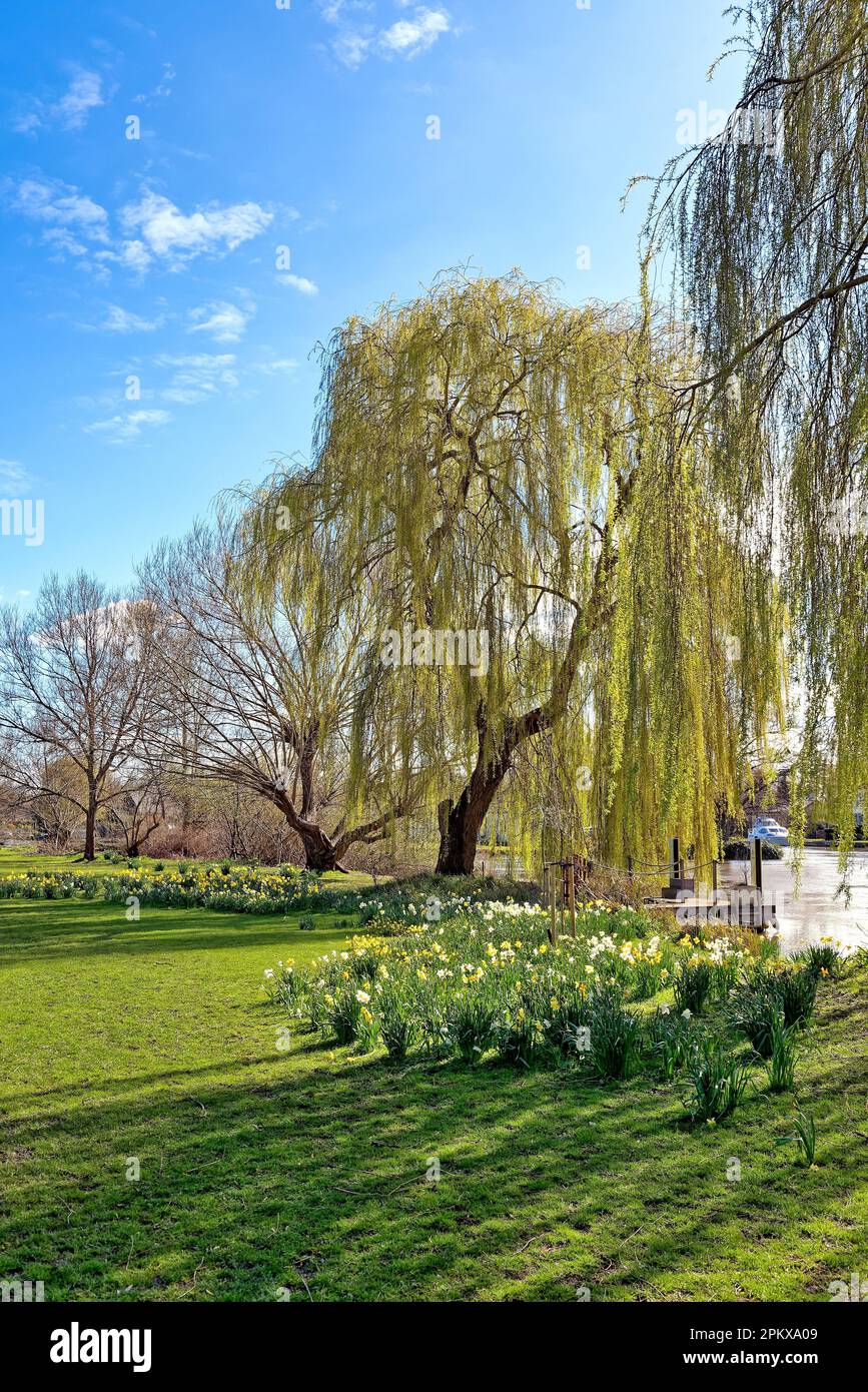 A sunny spring day by the River Thames at Shepperton, Surrey England UK Stock Photo