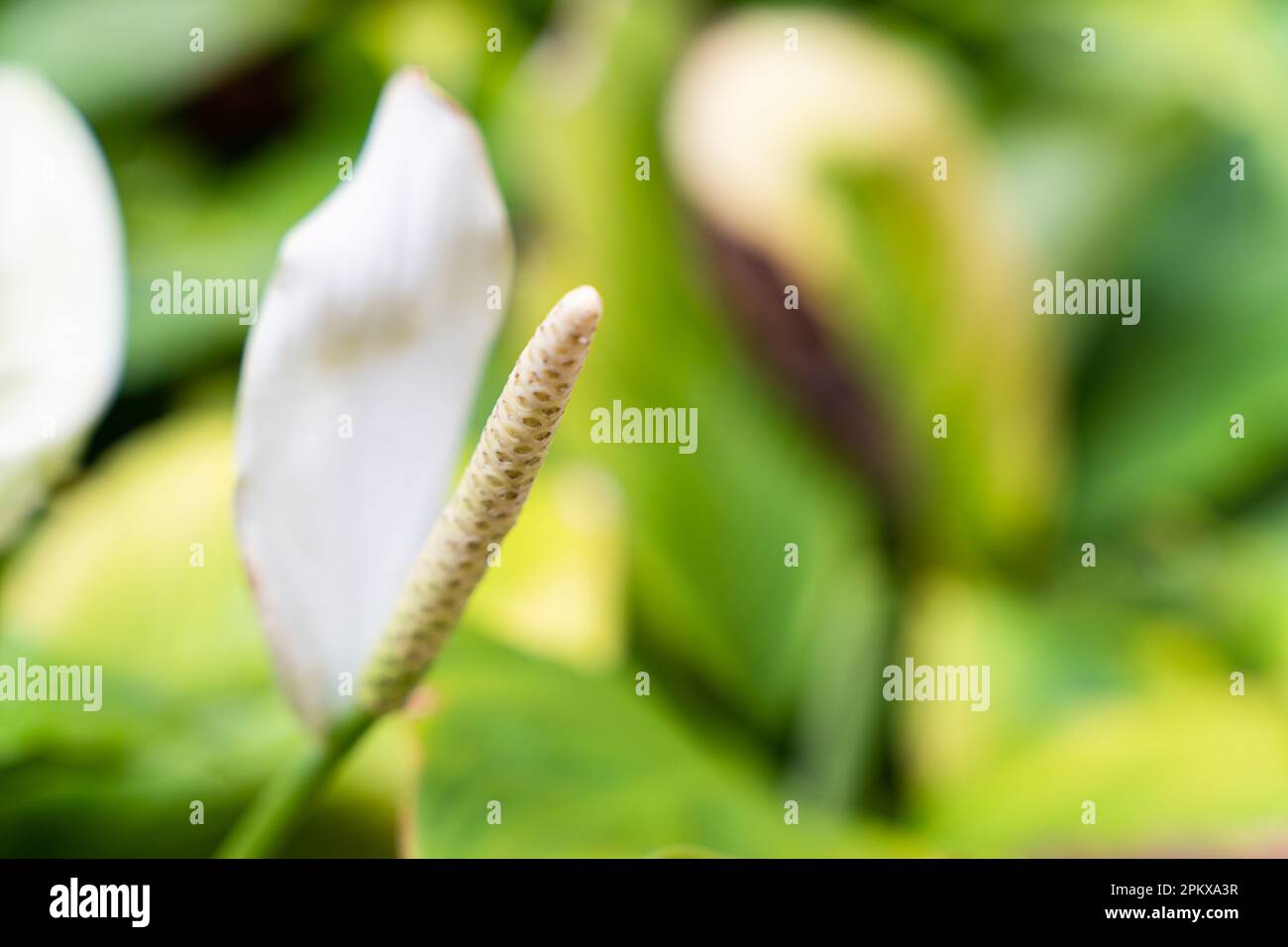 Close up of white pollen of Peace Lily plant, monocot houseplant glowing in  formal garden on tropical climate Stock Photo - Alamy