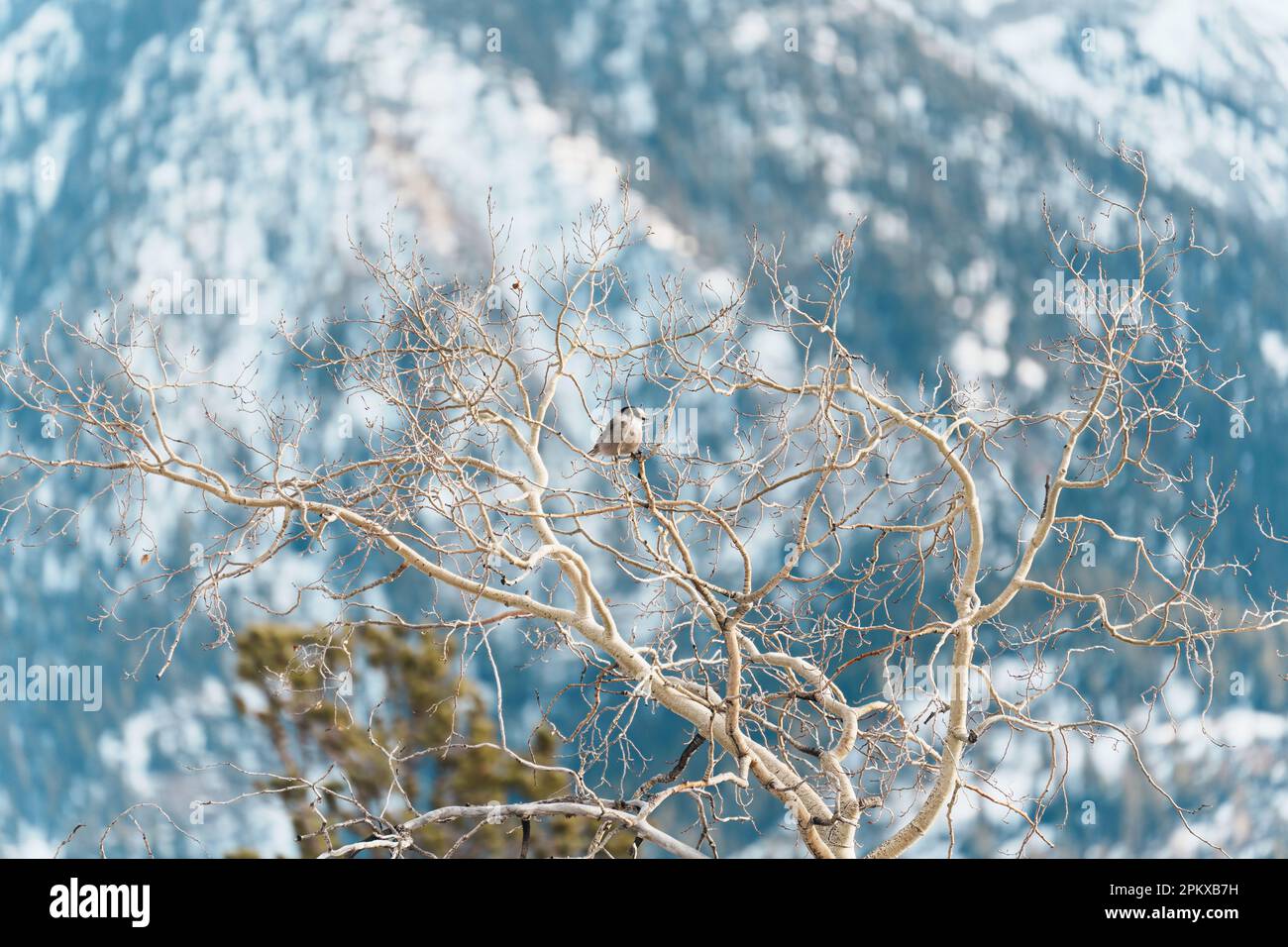 Cute small bird perched on tree branch in winter Stock Photo