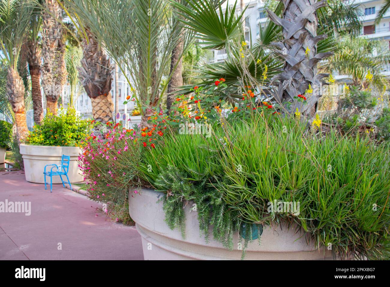 A lone blue chair sits empty in the background surrounded by palm trees and exotic plants. Symbolising relaxation and holiday vibes. Stock Photo