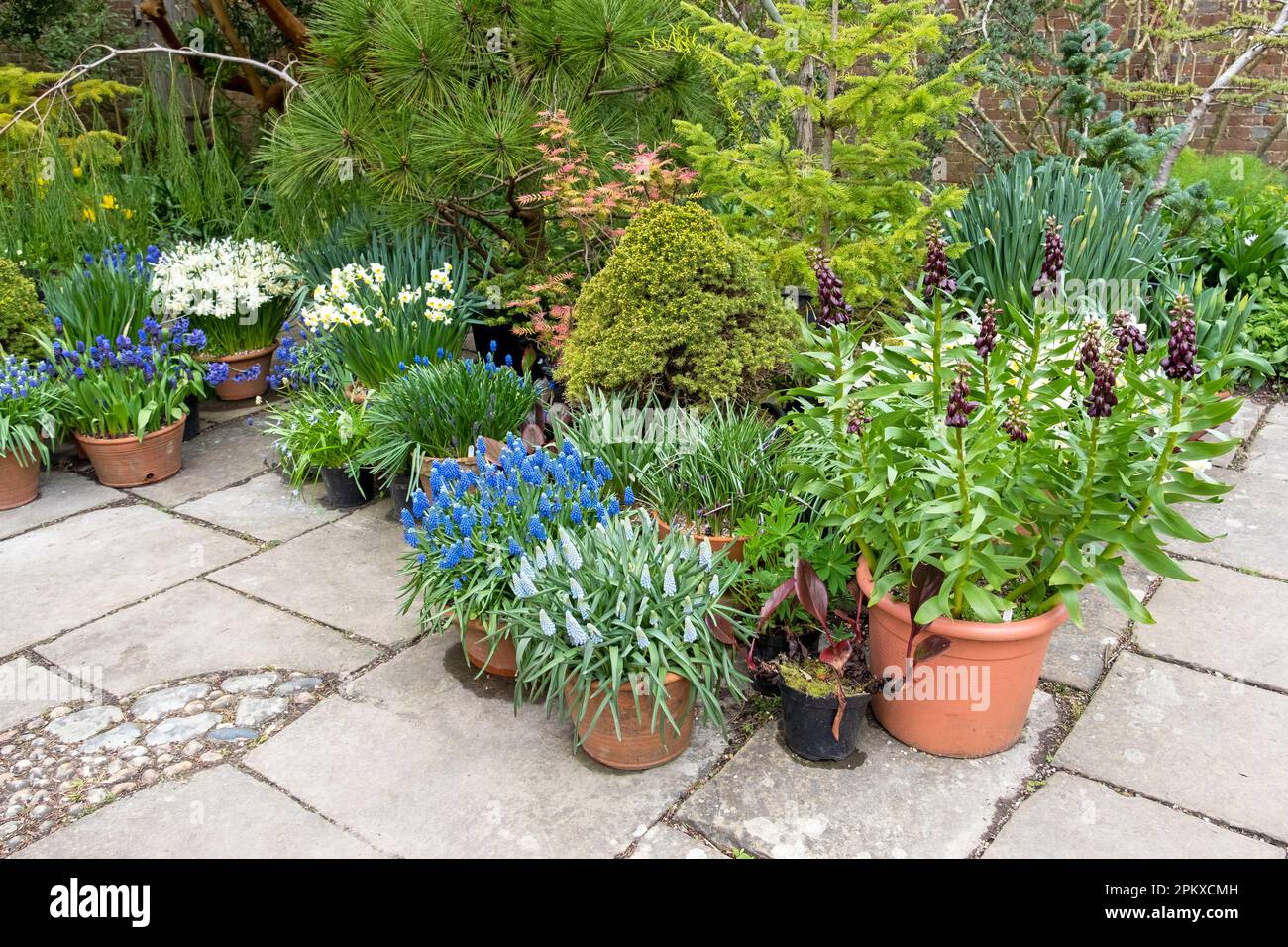 Spring pot plants on a patio, UK Stock Photo Alamy