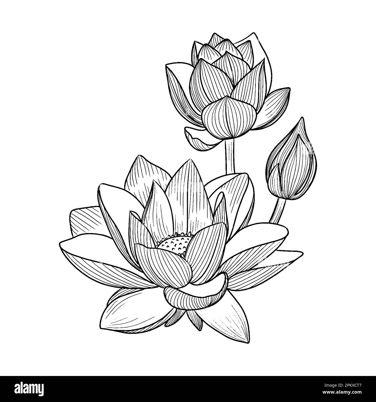 Vector illustration of black line hand drawn lotus flower isolated on