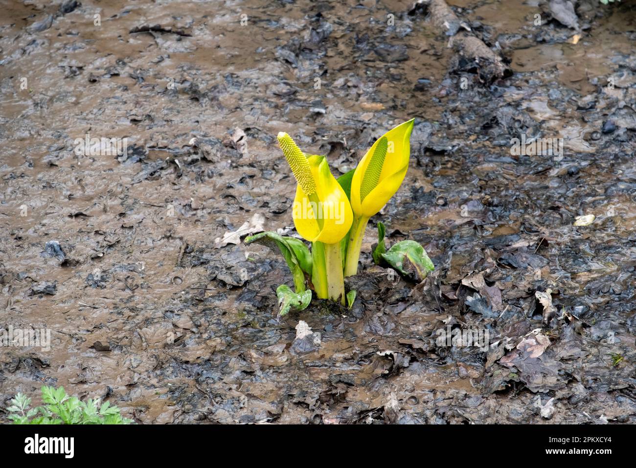 Bog plant, Lysichton Americanus, Western Skunk Cabbage (US) Yellow