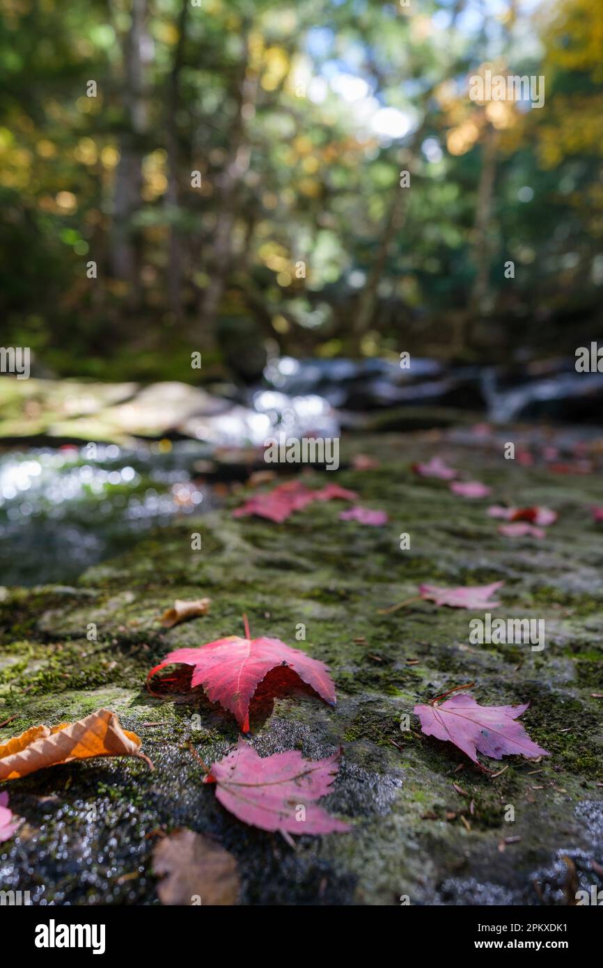 Close up, low-angle shot of red leafs lying on a mossy stone in a forest with a river in the background Stock Photo