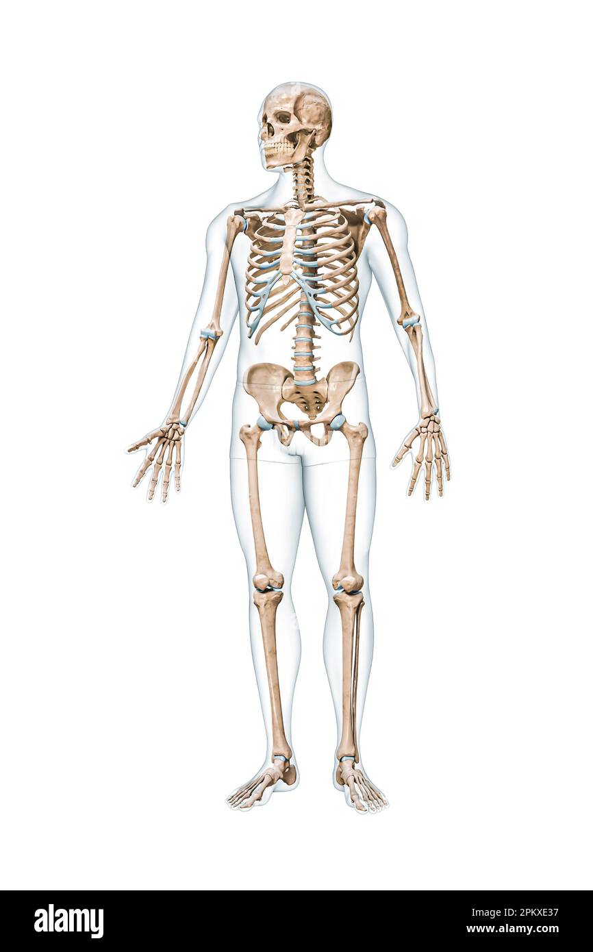 How To Draw Human Skeleton Full Body