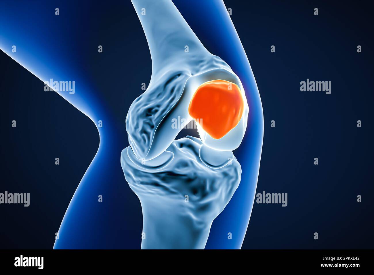 Anterior or front close-up view of the patella or kneecap bone 3D