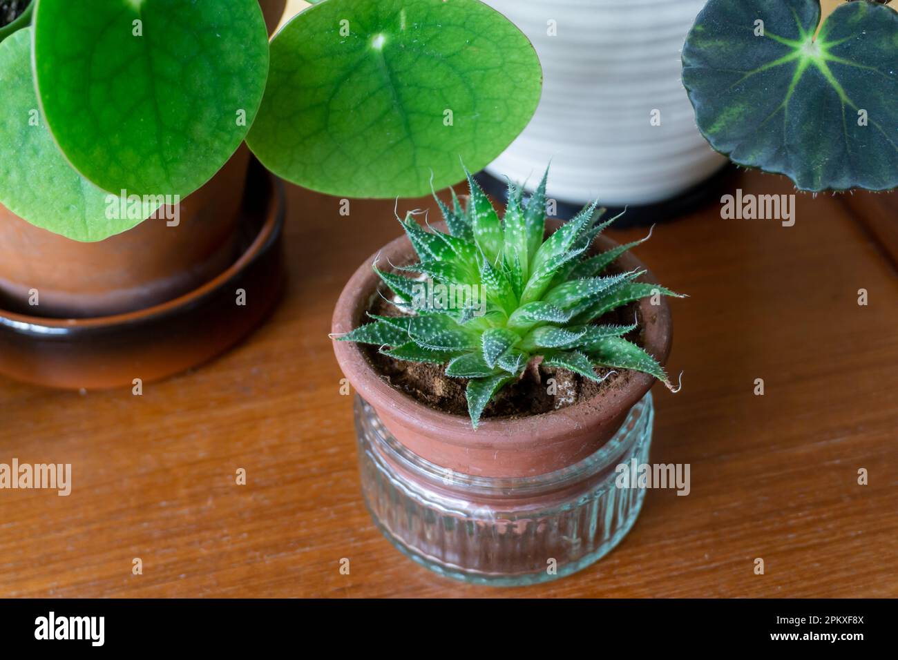 Lacy aloe, Aristaloe aristata, indoors in a pot on a wooden table with other plants behind. Stock Photo