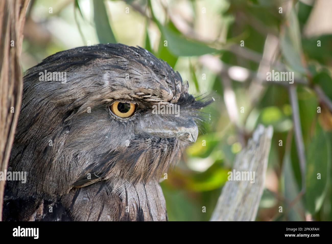 the tawny frogmouth has a mottled grey, white, black and rufous – the ...