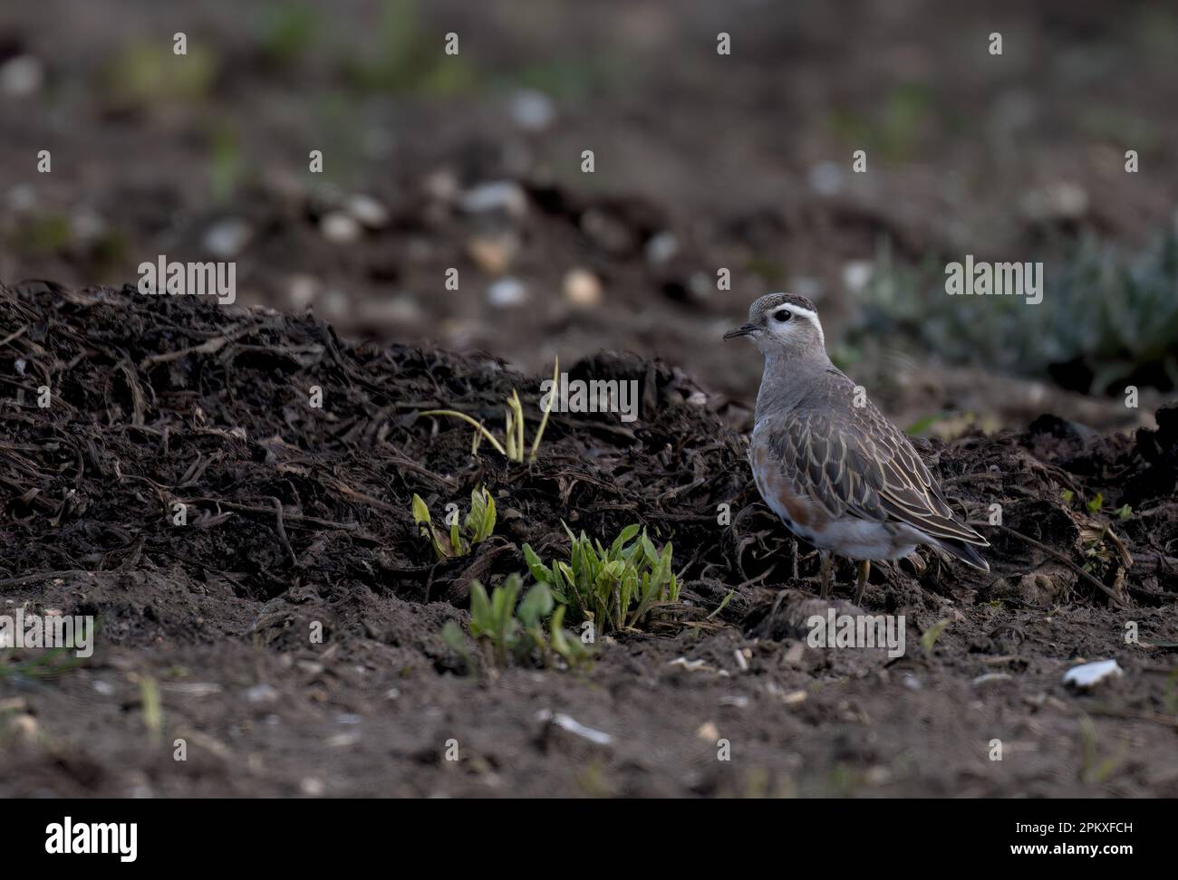 Eurasin Dotterel Charadrius morinellus feding up on its spring migration/ Found in North Norfolk, UK Stock Photo