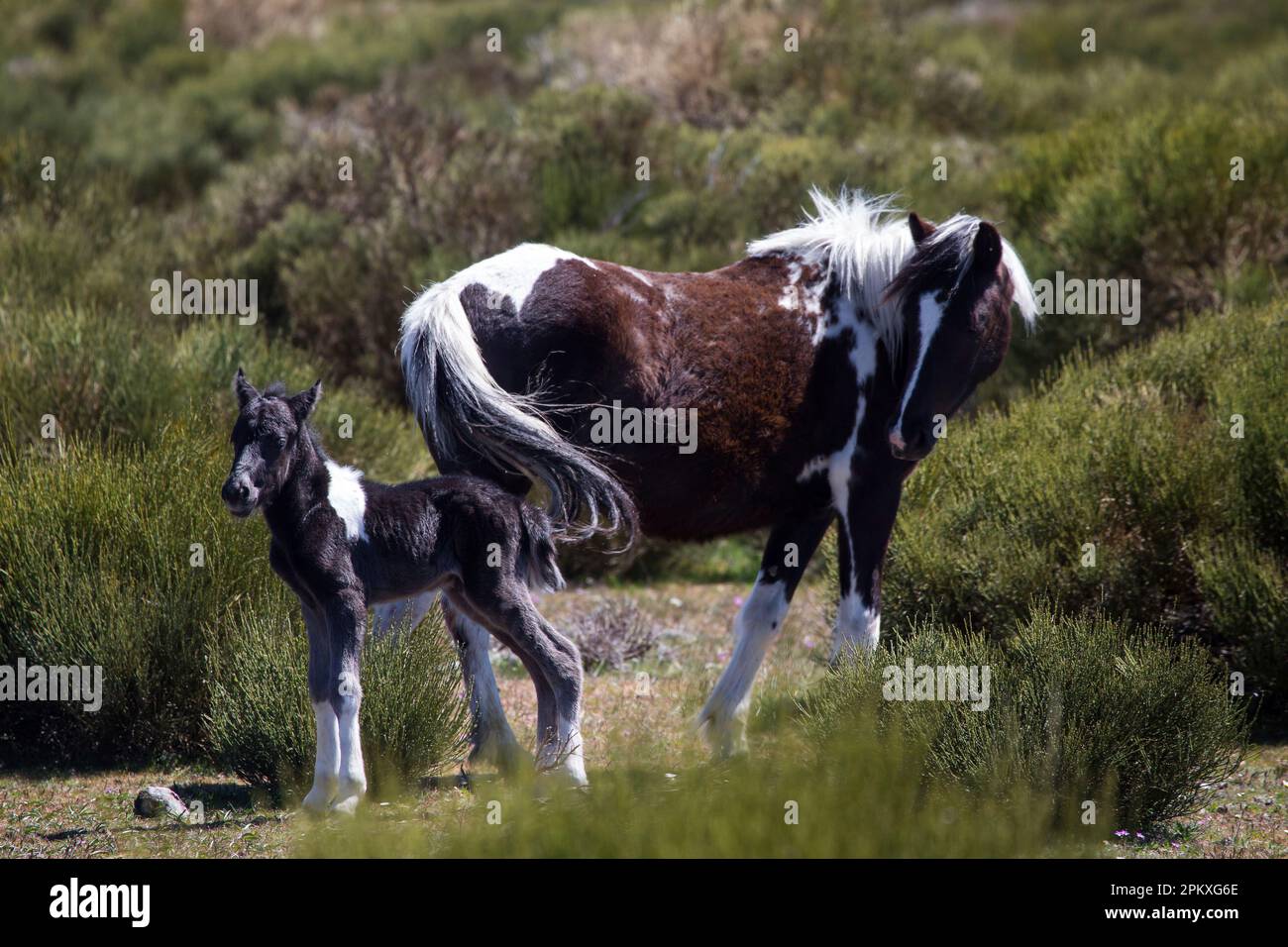 Wild Horse`s Valley © – Freedom for horses