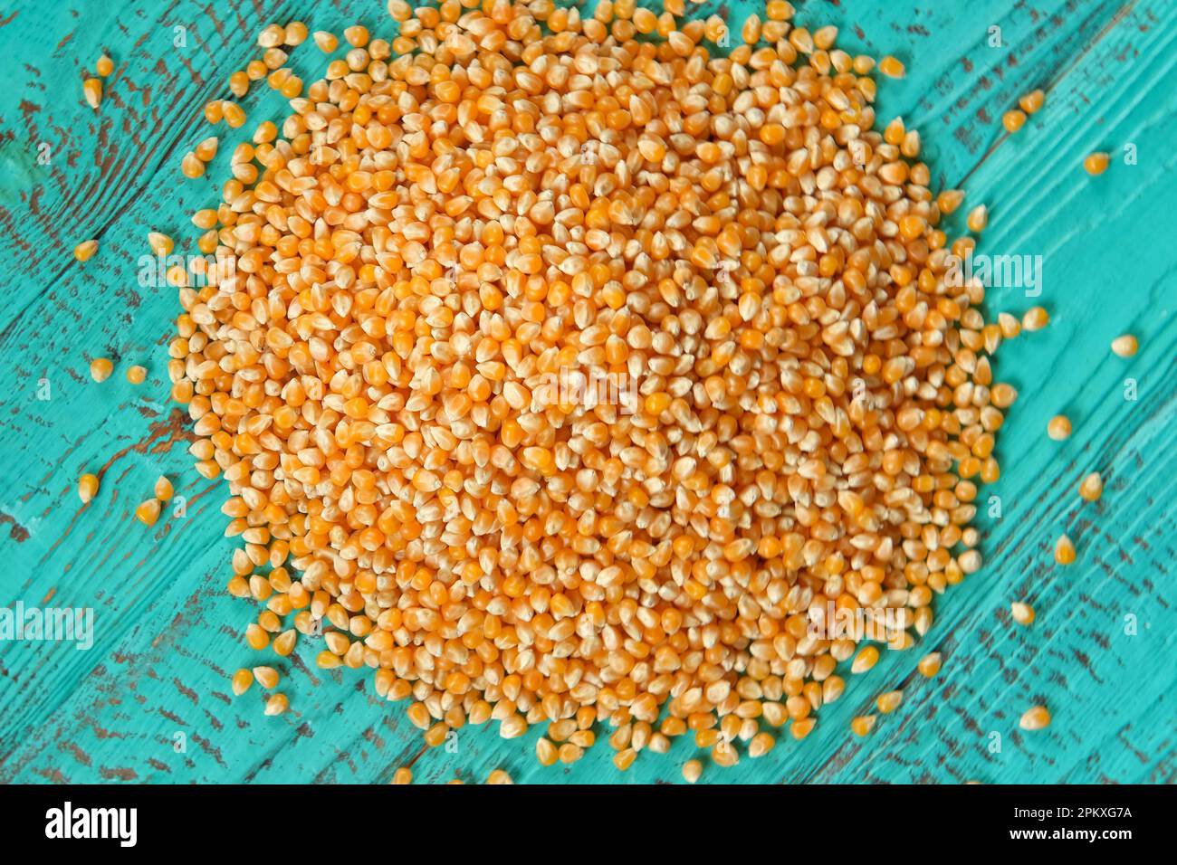 Corn seeds. Pile of raw corn grains closeup on blue wood rustic table