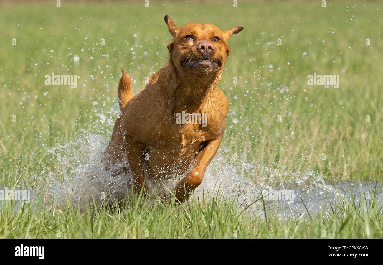 Red Fox Labradors Stock Photo - Alamy