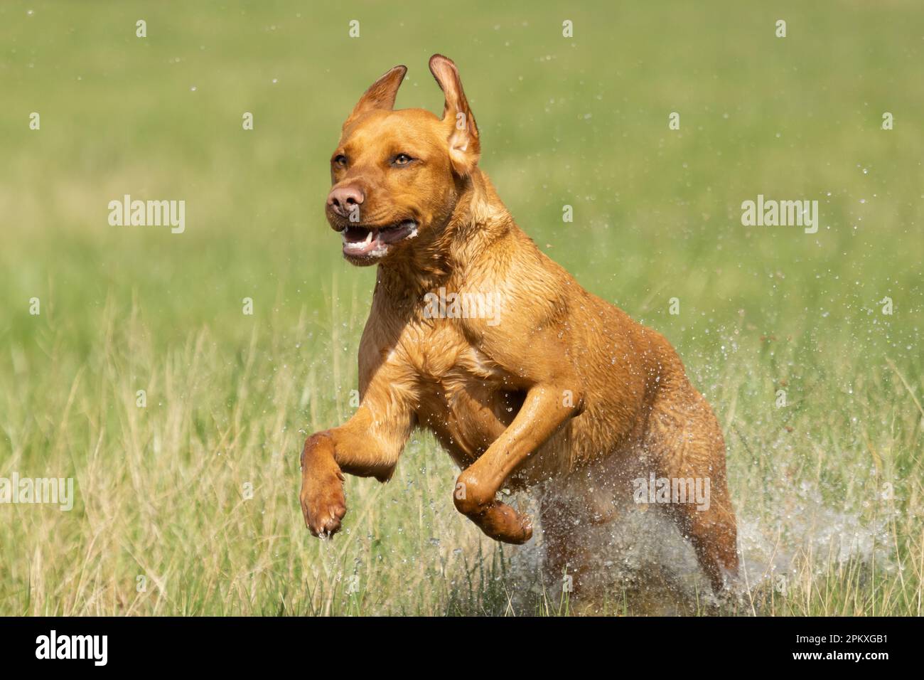 Red Fox Labradors Stock Photo - Alamy